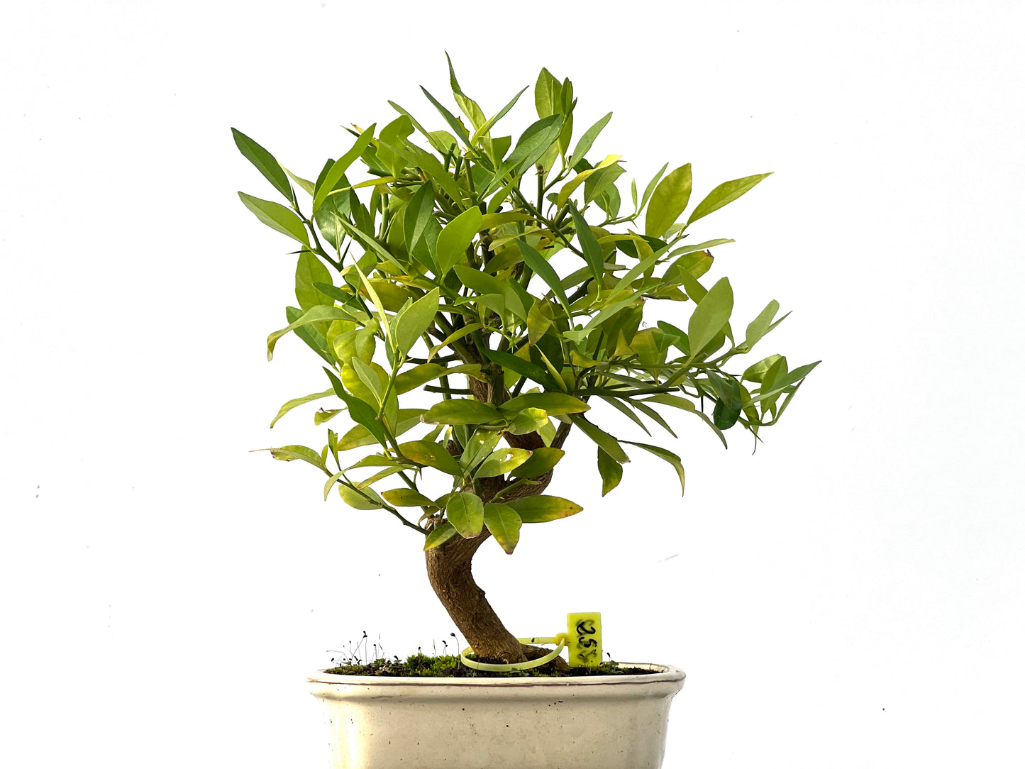 Citrus Limencuat 2312
