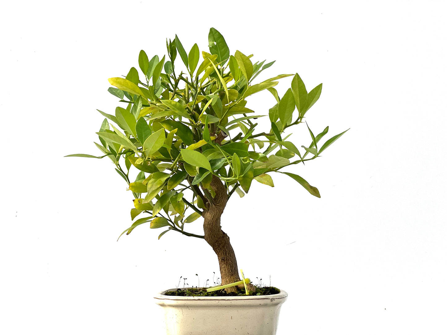 Citrus Limencuat 2312
