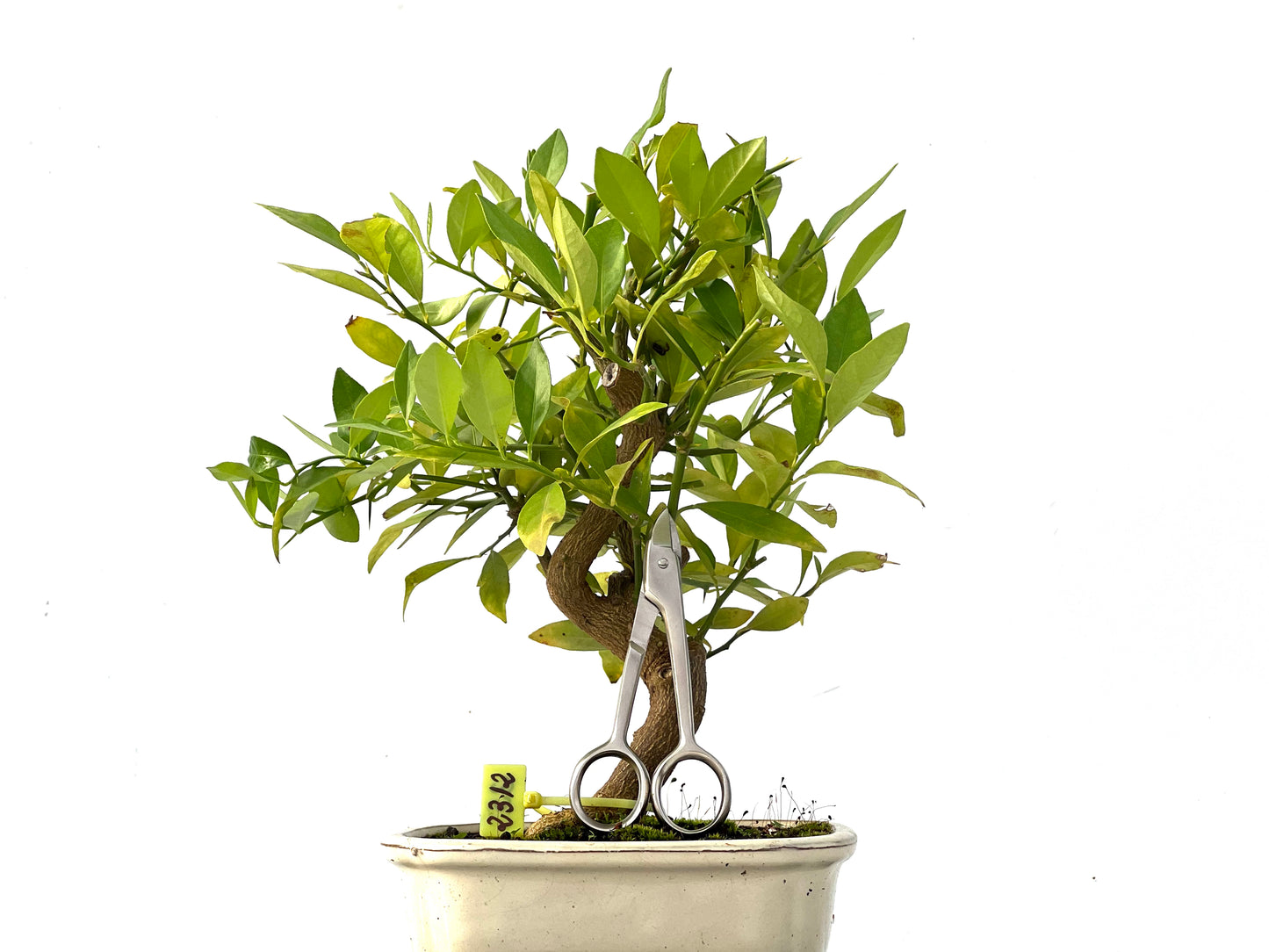 Citrus Limencuat 2312