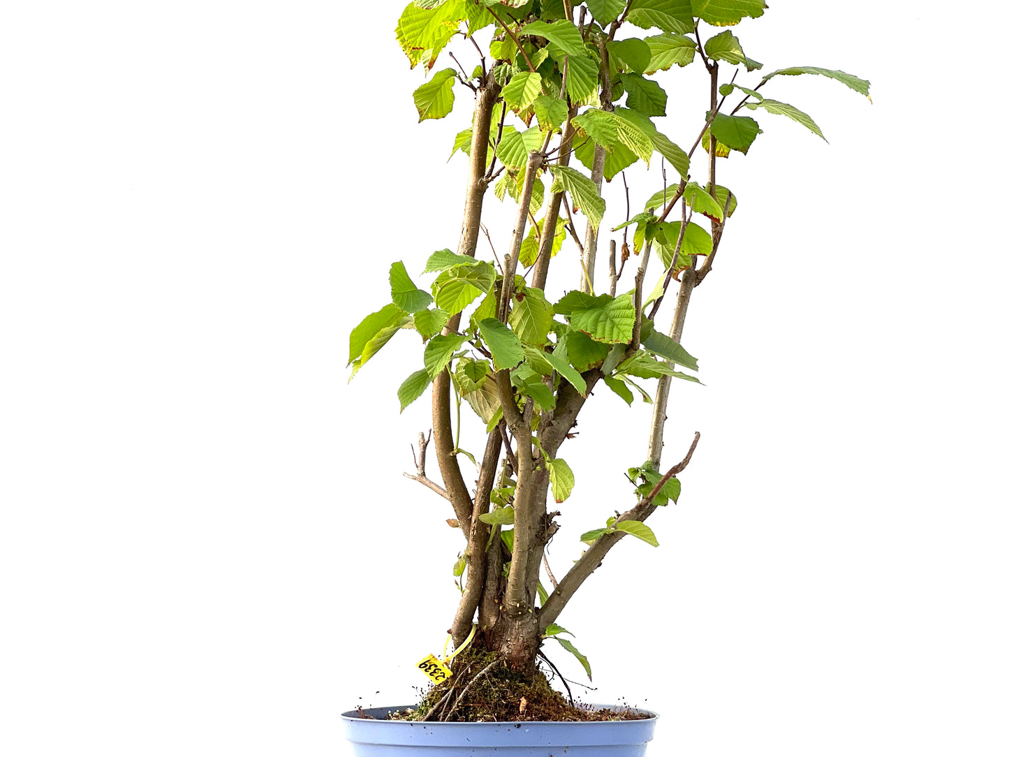 Corylus 2339