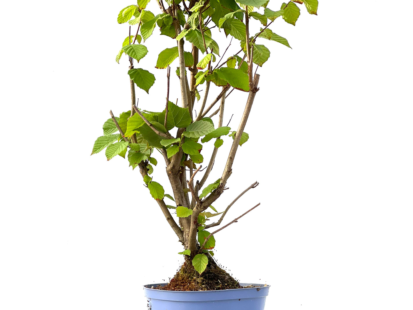 Corylus 2339