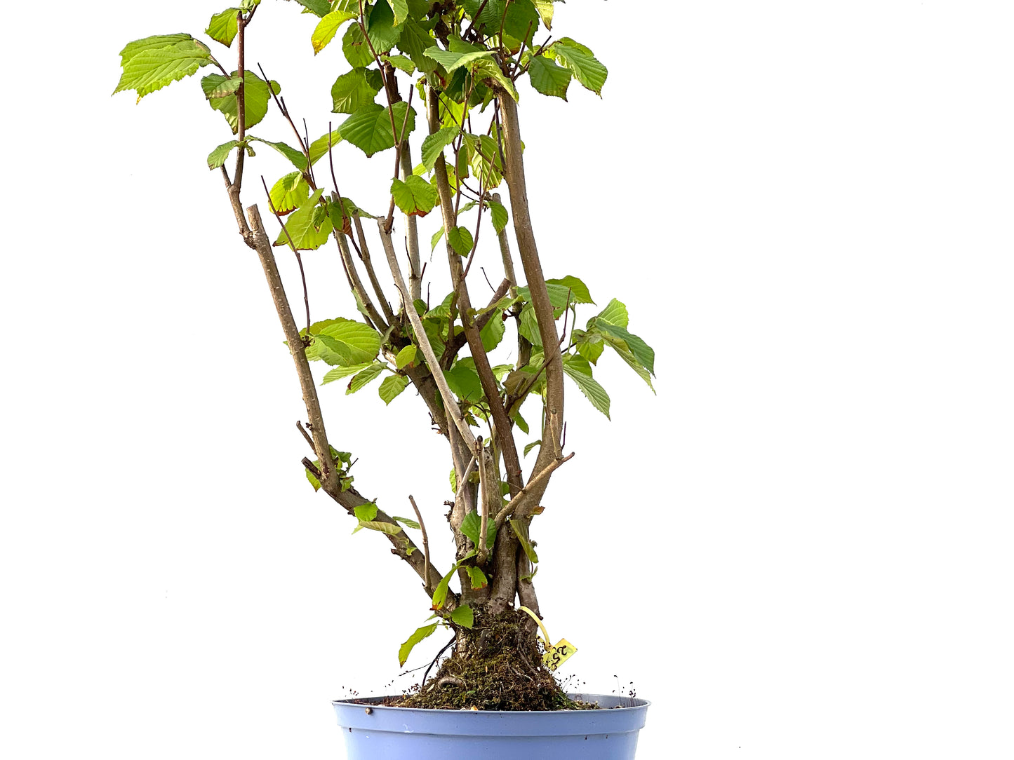 Corylus 2339