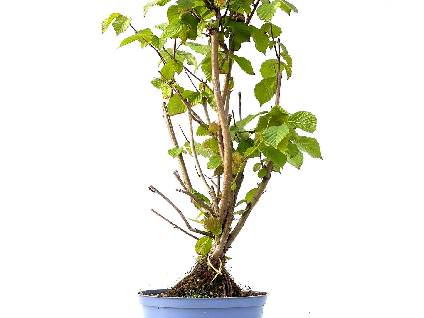 Corylus 2339