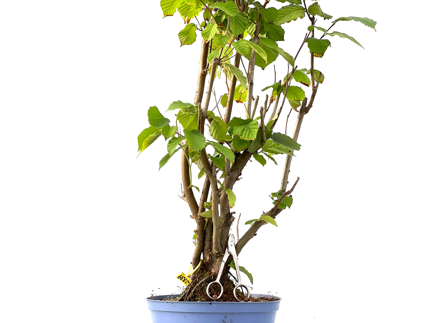 Corylus 2339