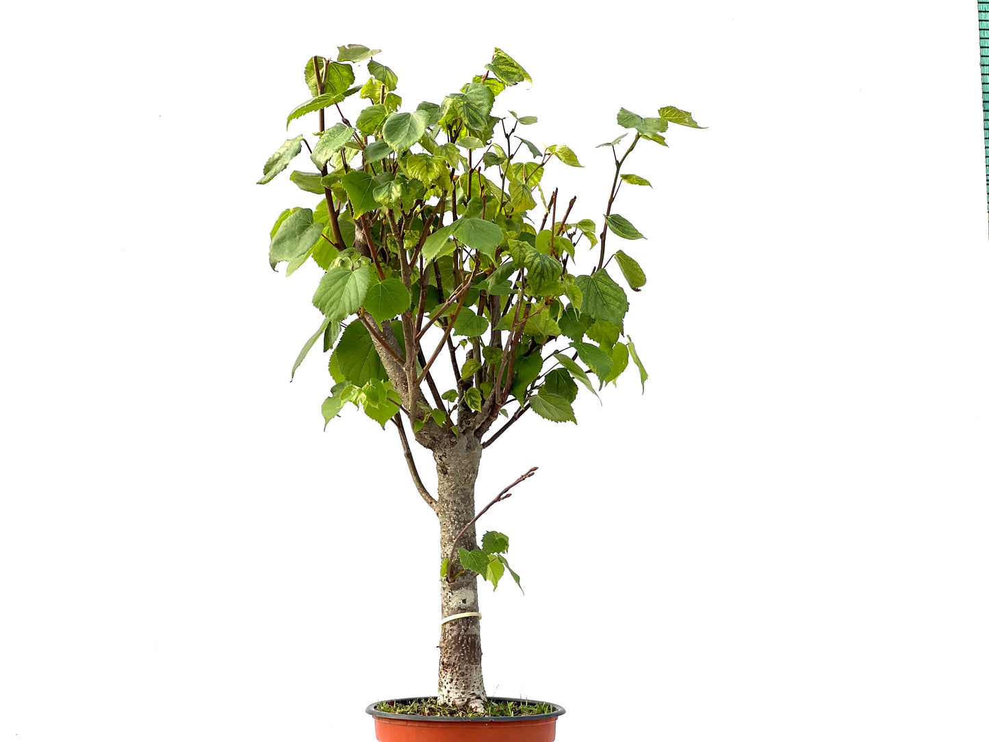 Tilo Cordata 2338