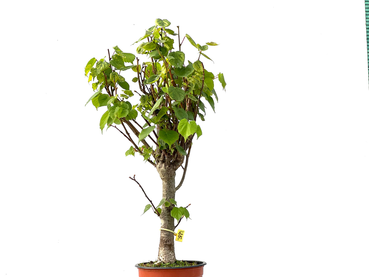 Tilo Cordata 2338
