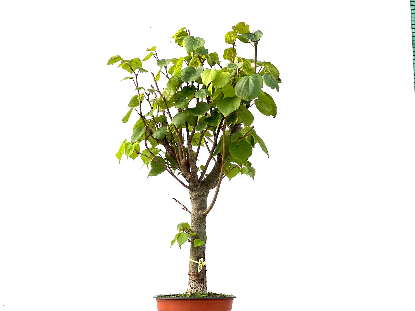 Tilo Cordata 2338