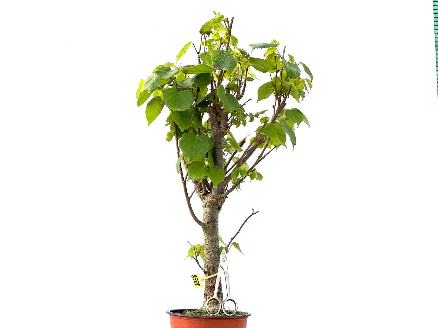 Tilo Cordata 2338