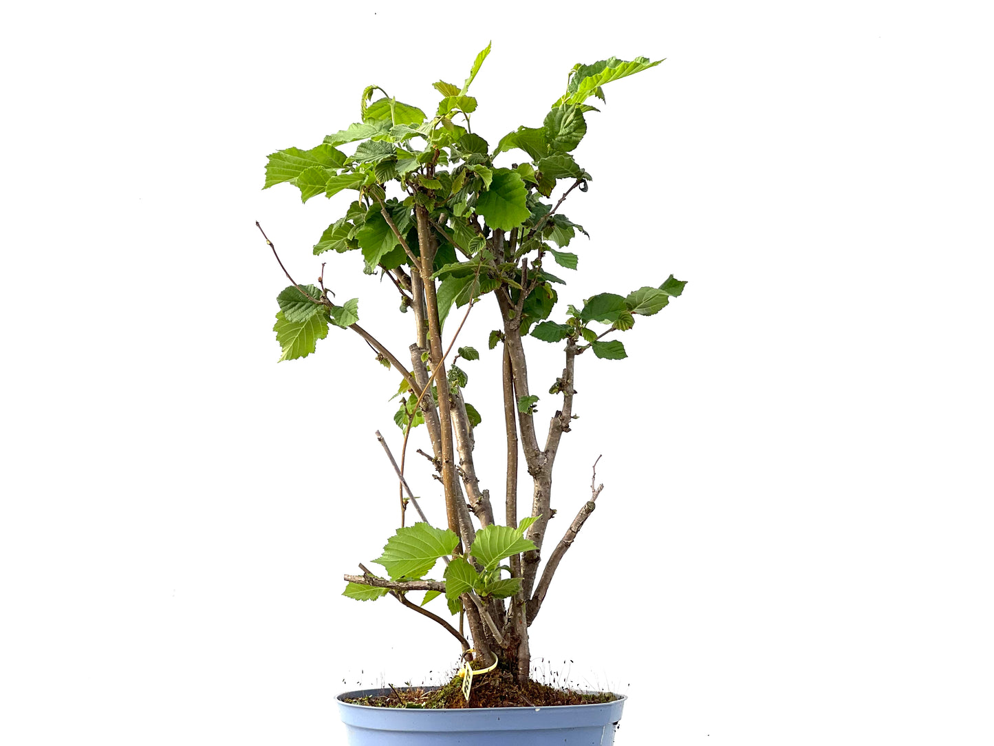 Corylus 2336
