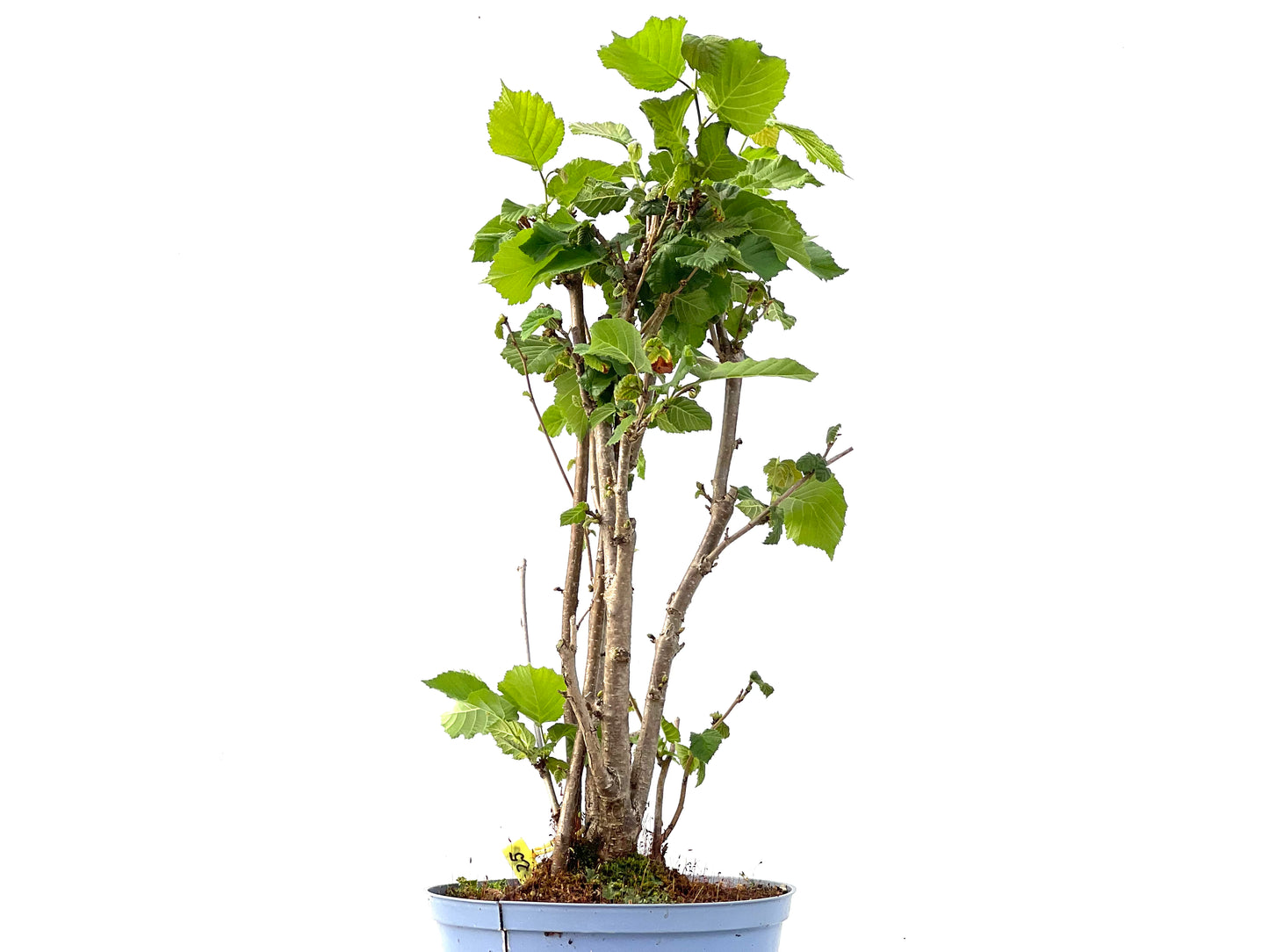 Corylus 2336