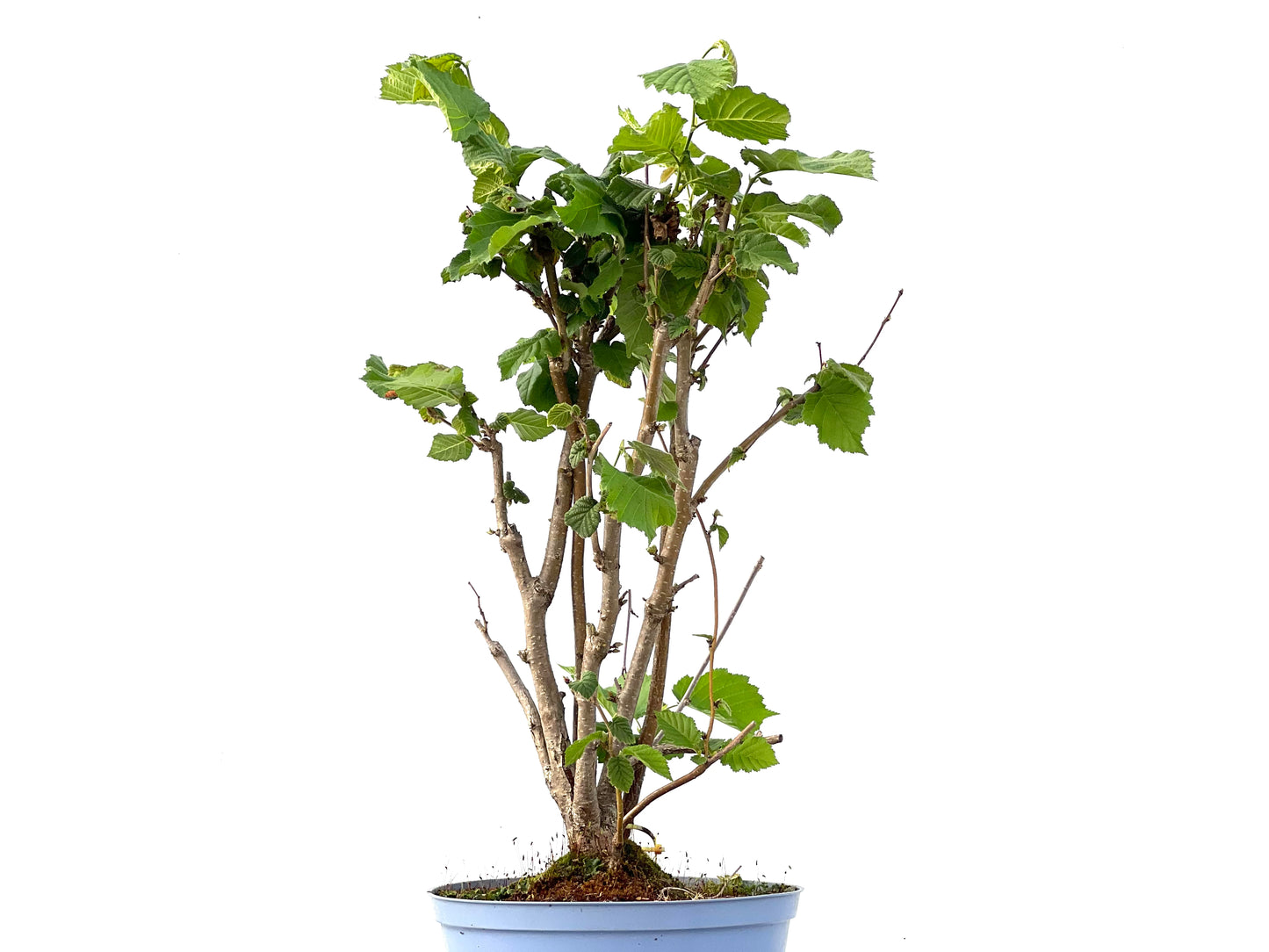 Corylus 2336