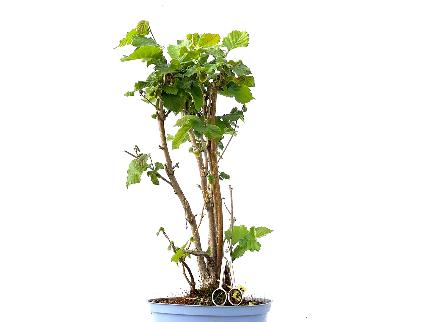 Corylus 2336