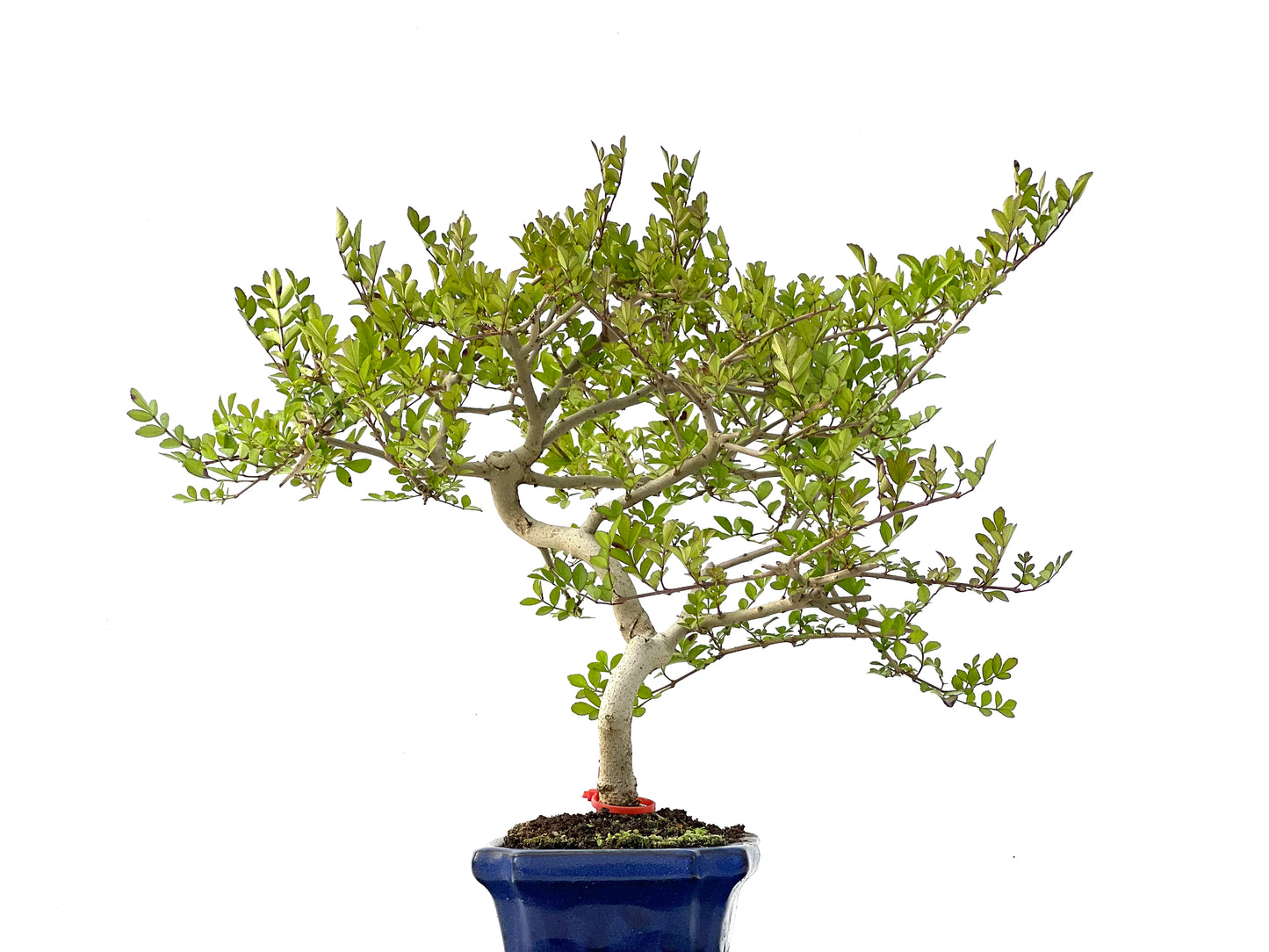 Fraxinus 2333