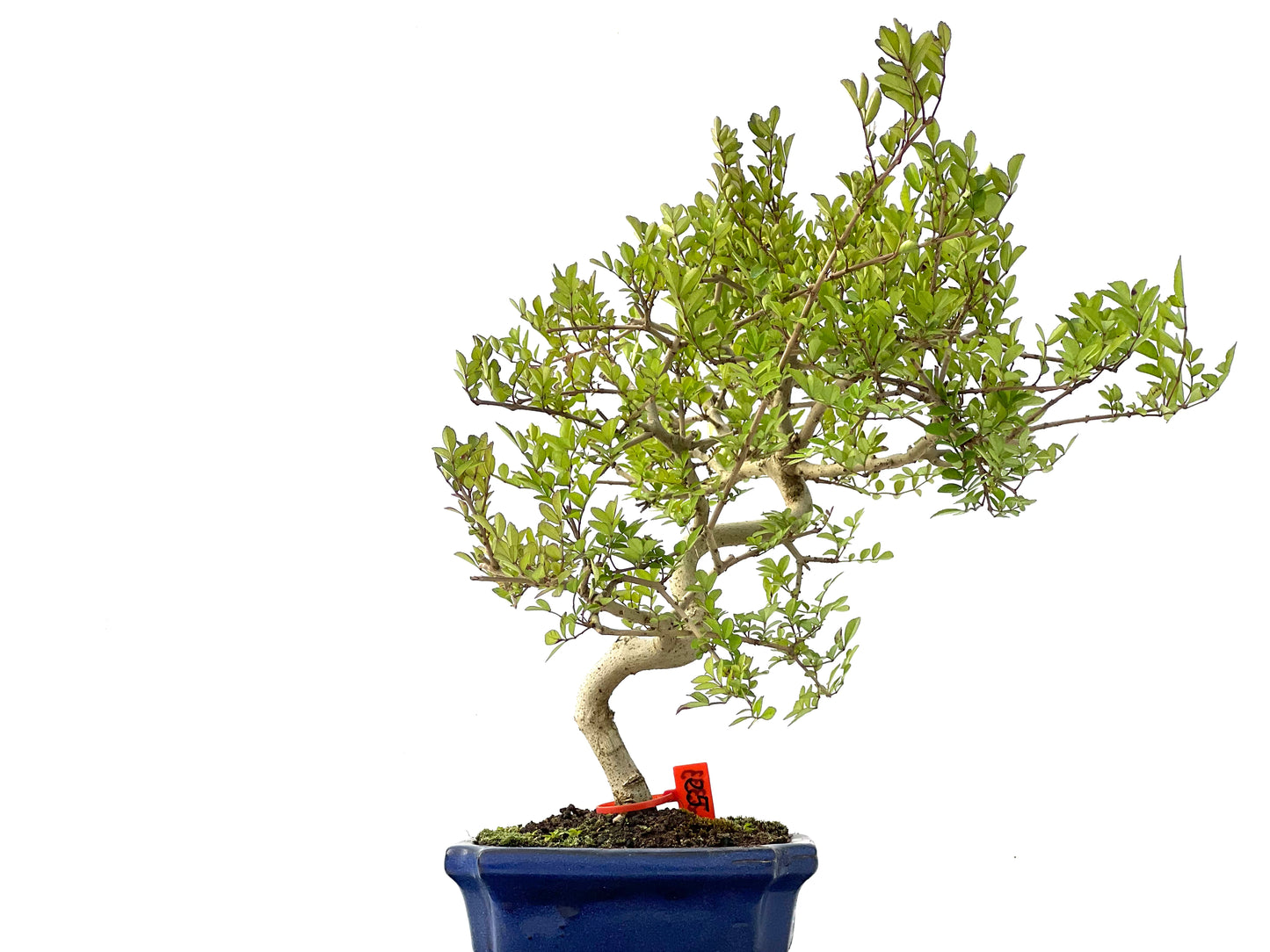 Fraxinus 2333