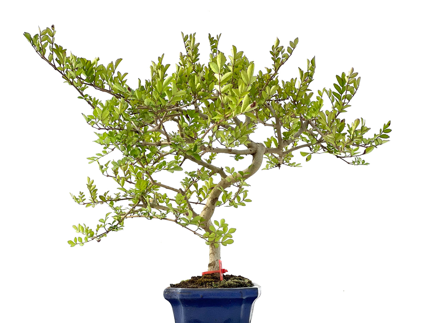 Fraxinus 2333