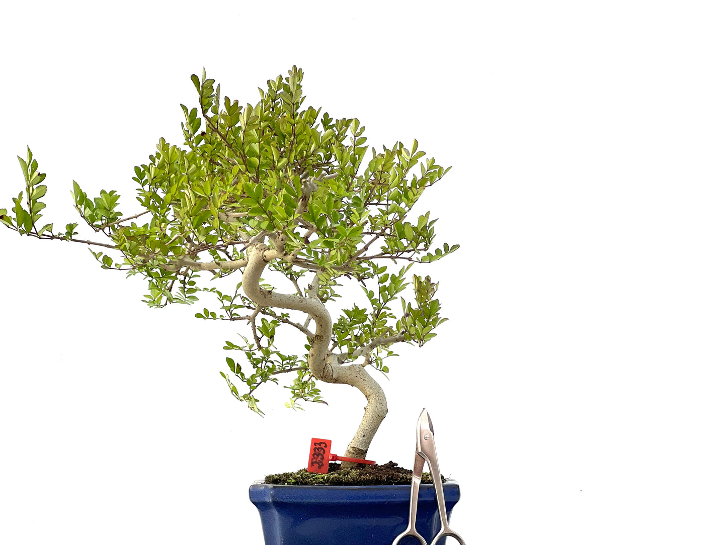 Fraxinus 2333