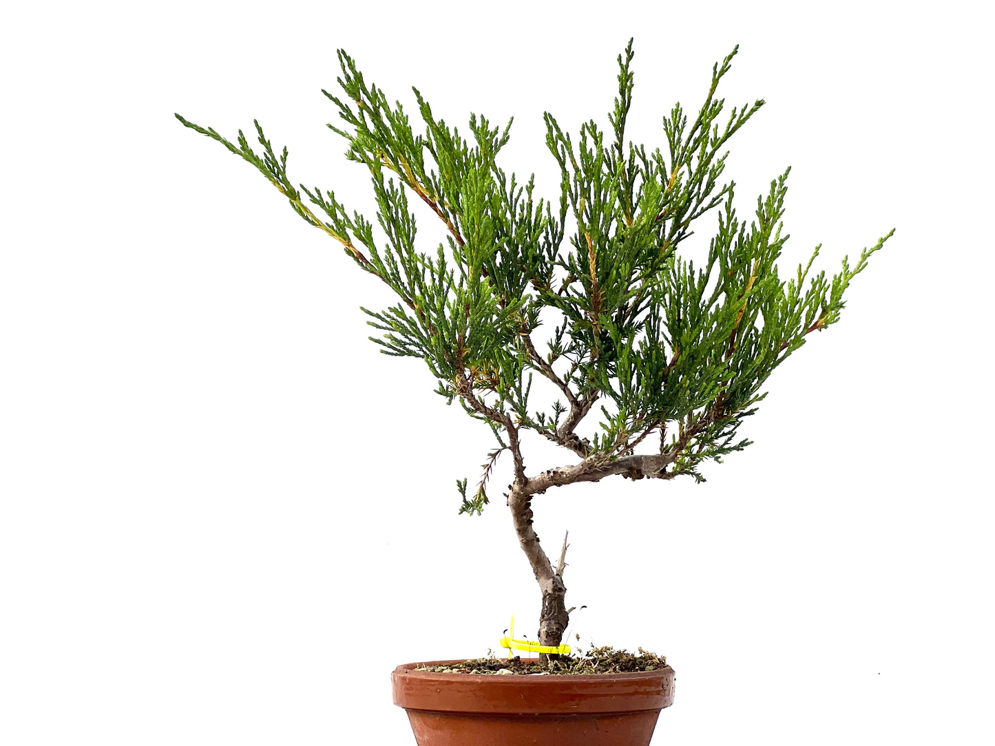 Juniperus Sabina 2331