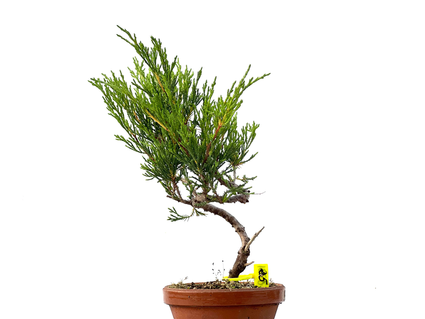 Juniperus Sabina 2331