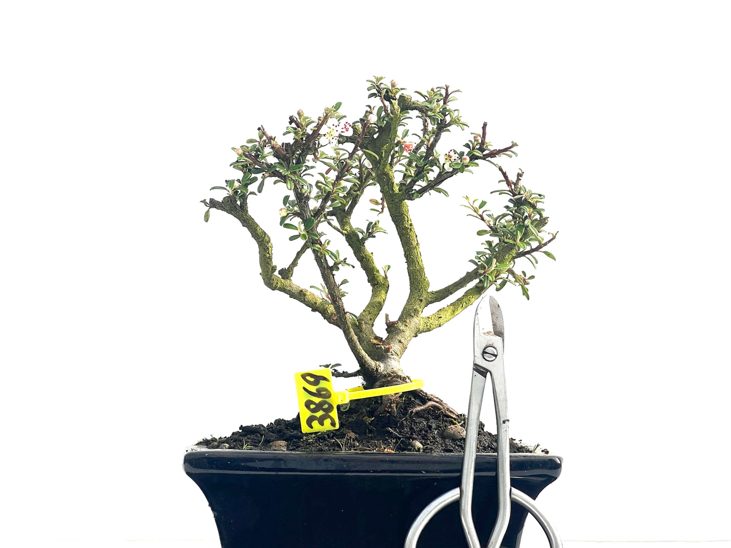 Cotoneaster Microphylla 3869