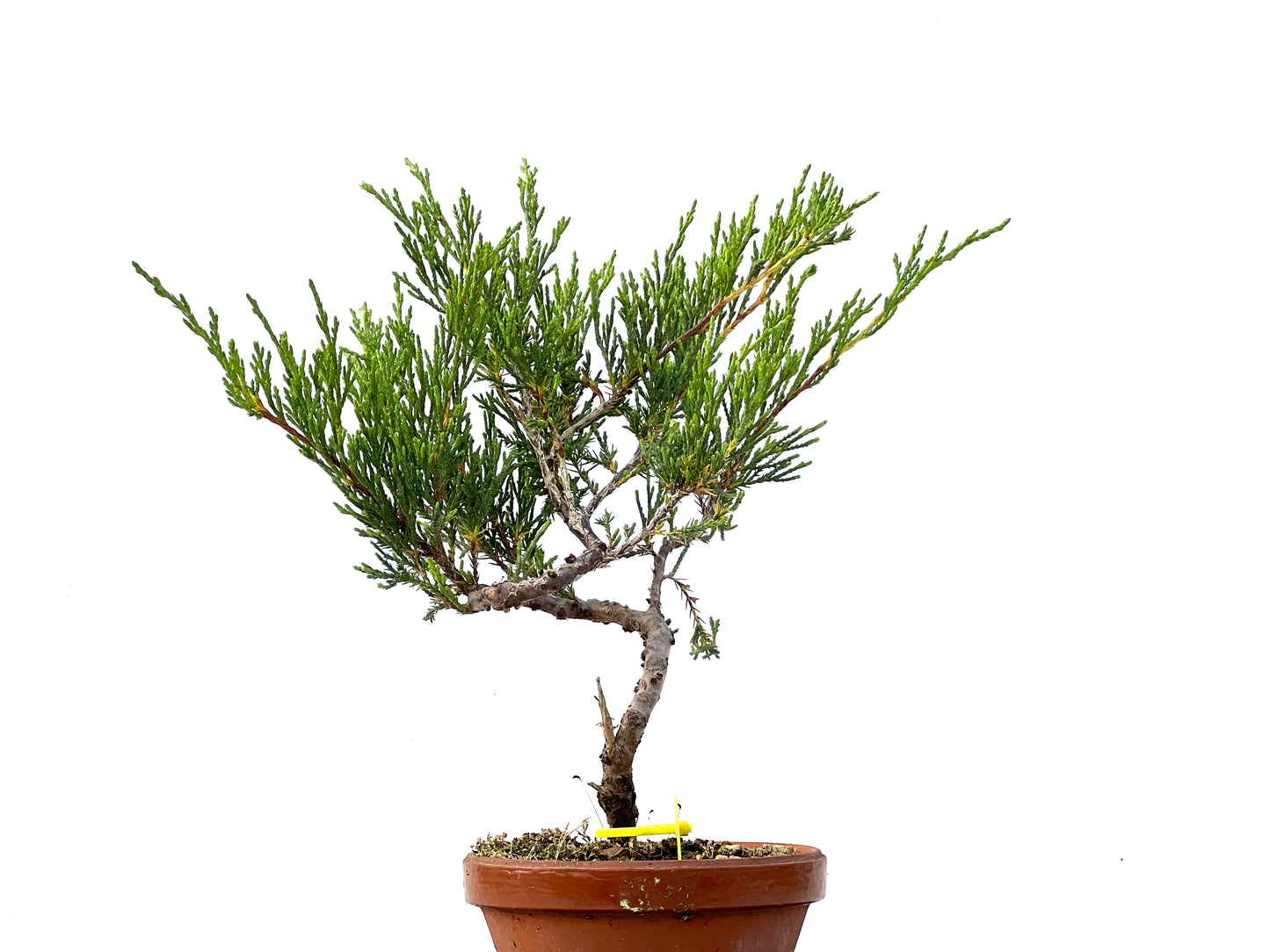 Juniperus Sabina 2331