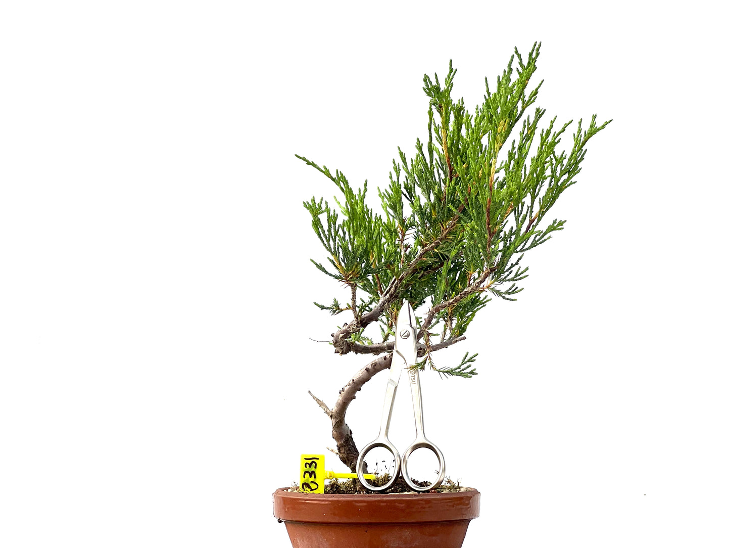 Juniperus Sabina 2331