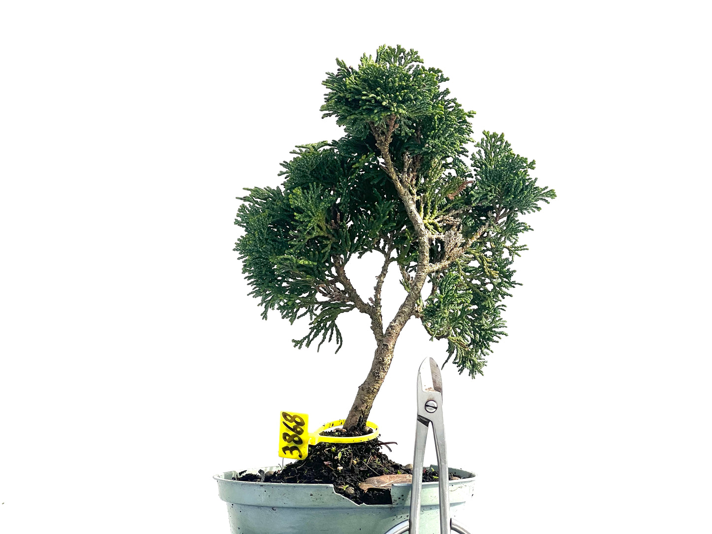 Chamaecyparis Obtusa Nana 3868