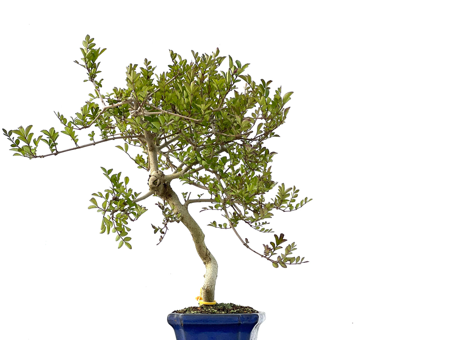 Fraxinus 2337