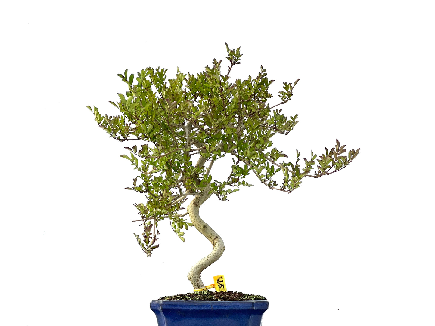 Fraxinus 2337