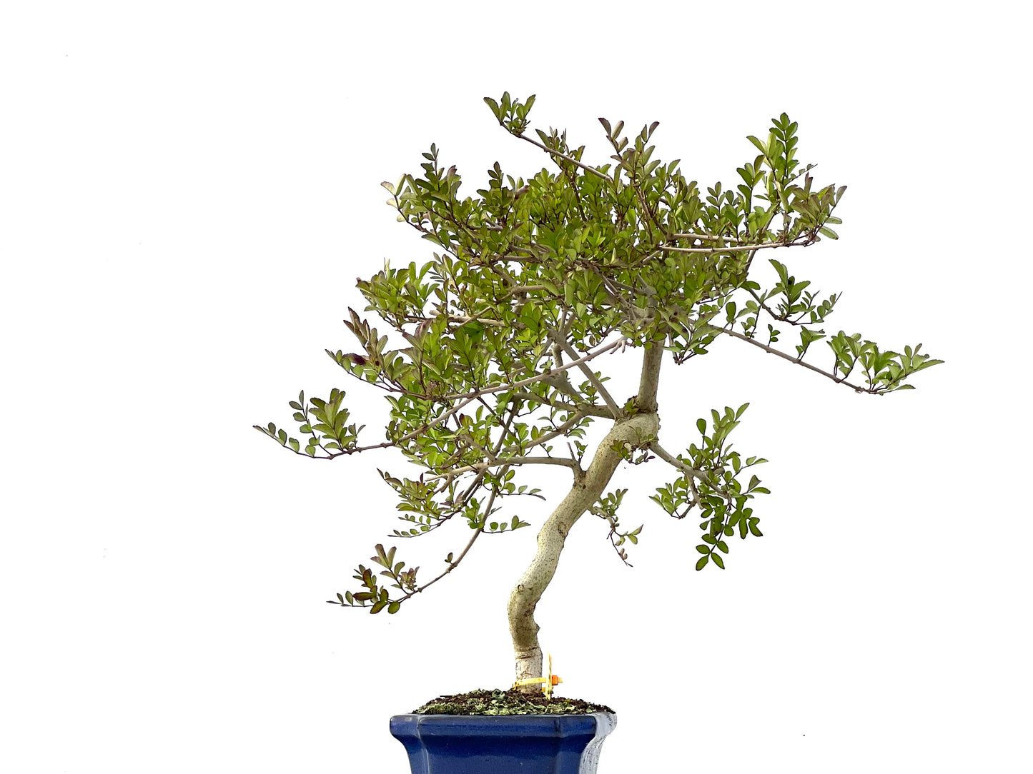 Fraxinus 2337