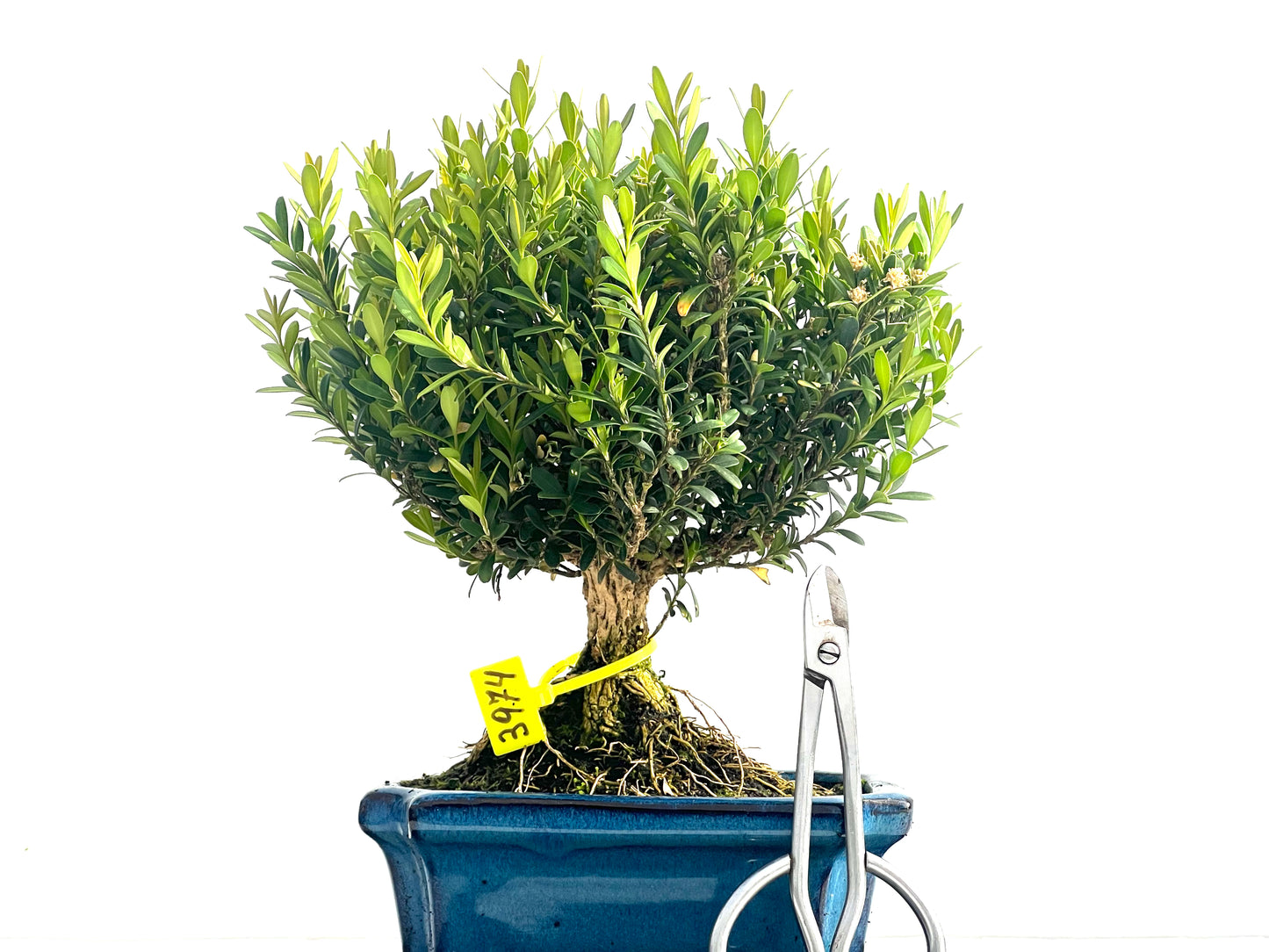 Buxus Harlandii 3974