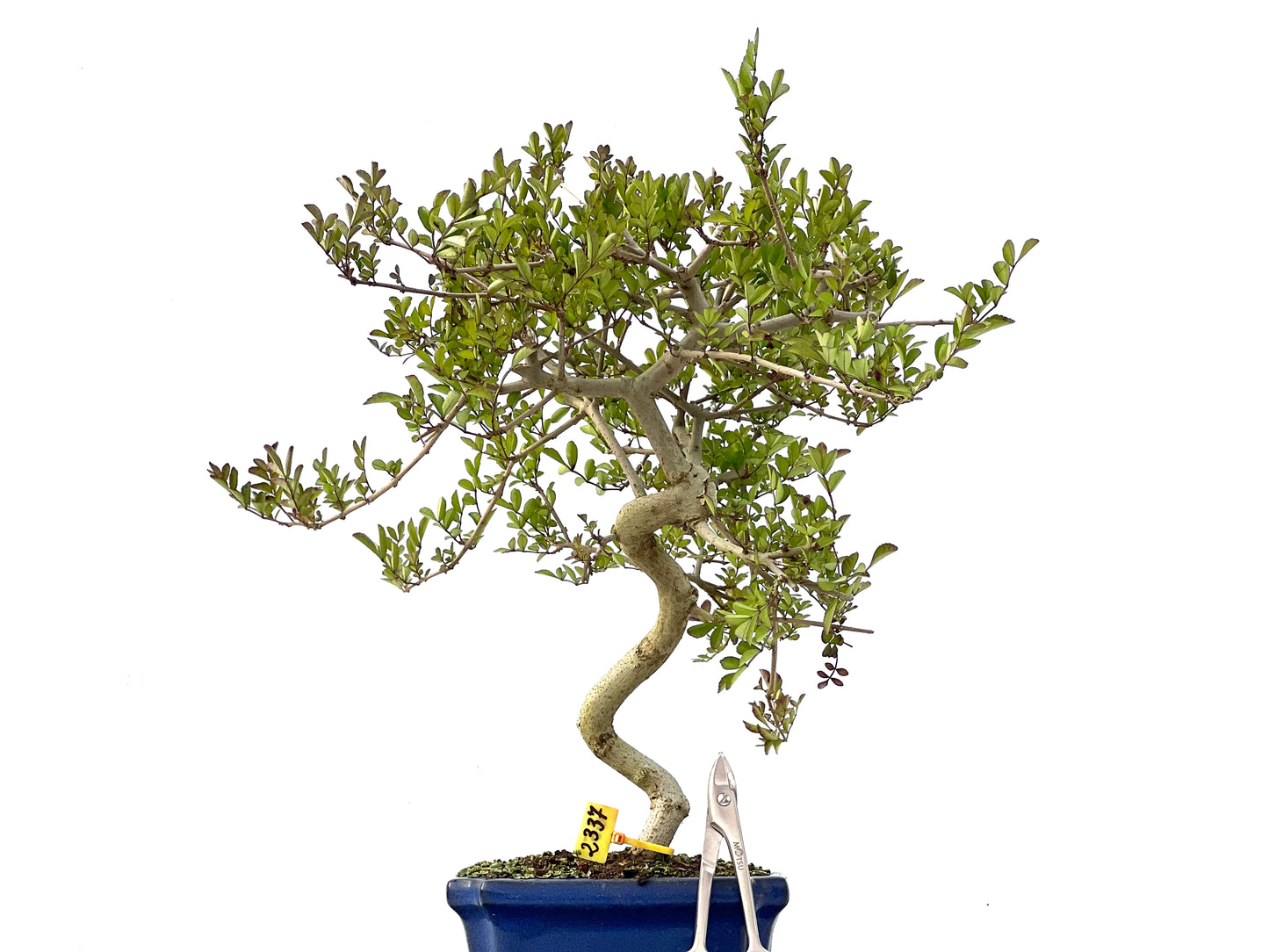 Fraxinus 2337