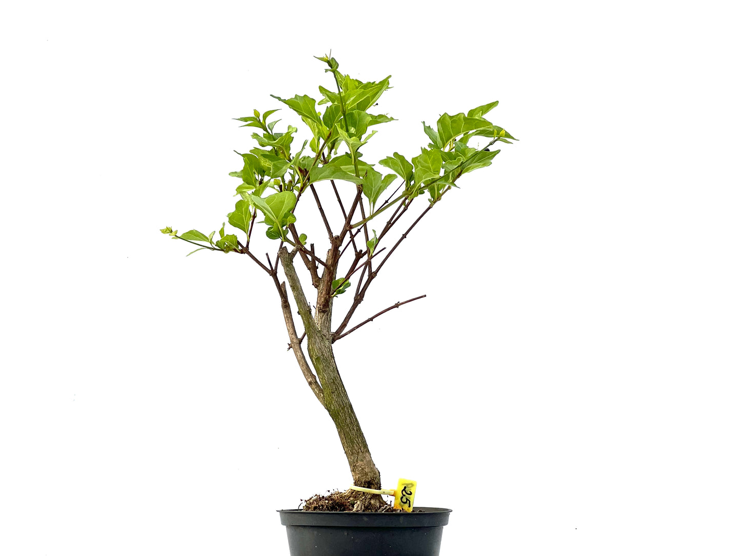Premna Japonica 2349