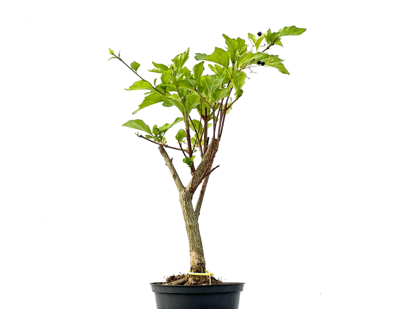 Premna Japonica 2349