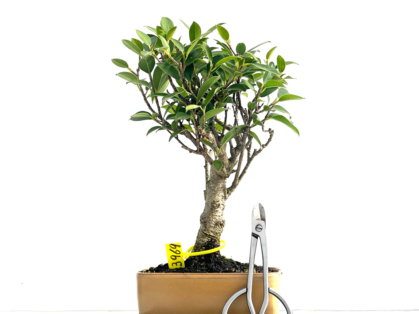 Ficus Tiger Bark 3969