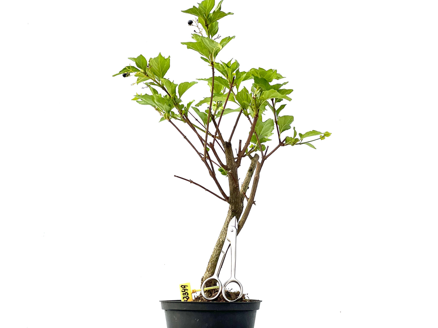 Premna Japonica 2349