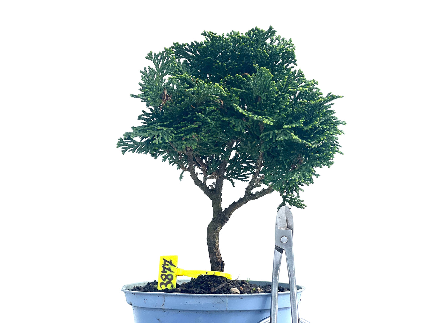 Chamaecyparis Obtusa Nana 3877