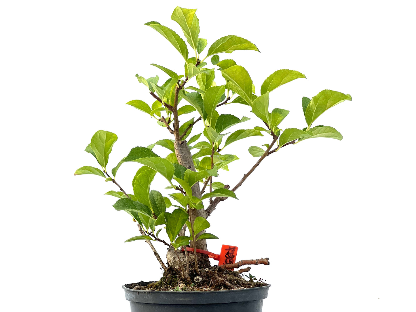 Celastrum Orbiculatus 2347