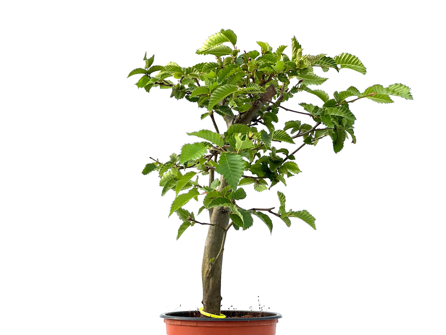 Carpinus Betulus 2345