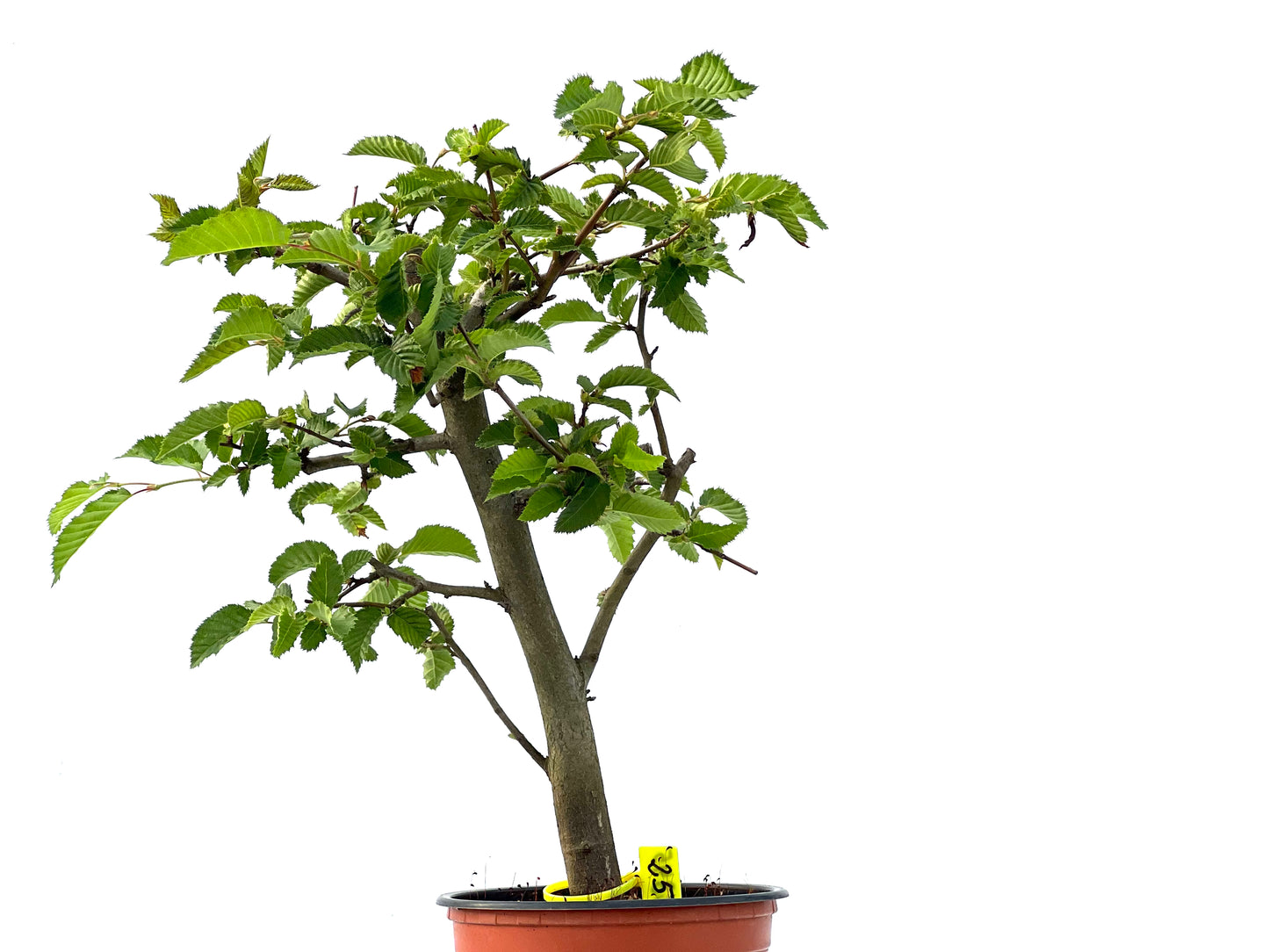Carpinus Betulus 2345