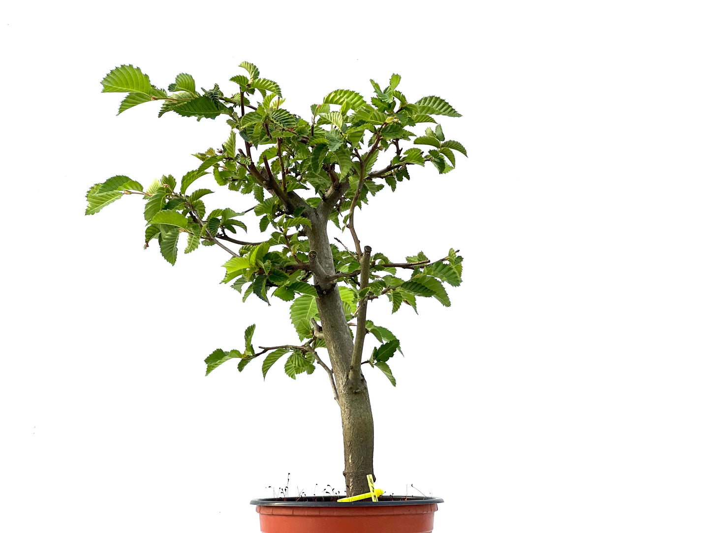 Carpinus Betulus 2345