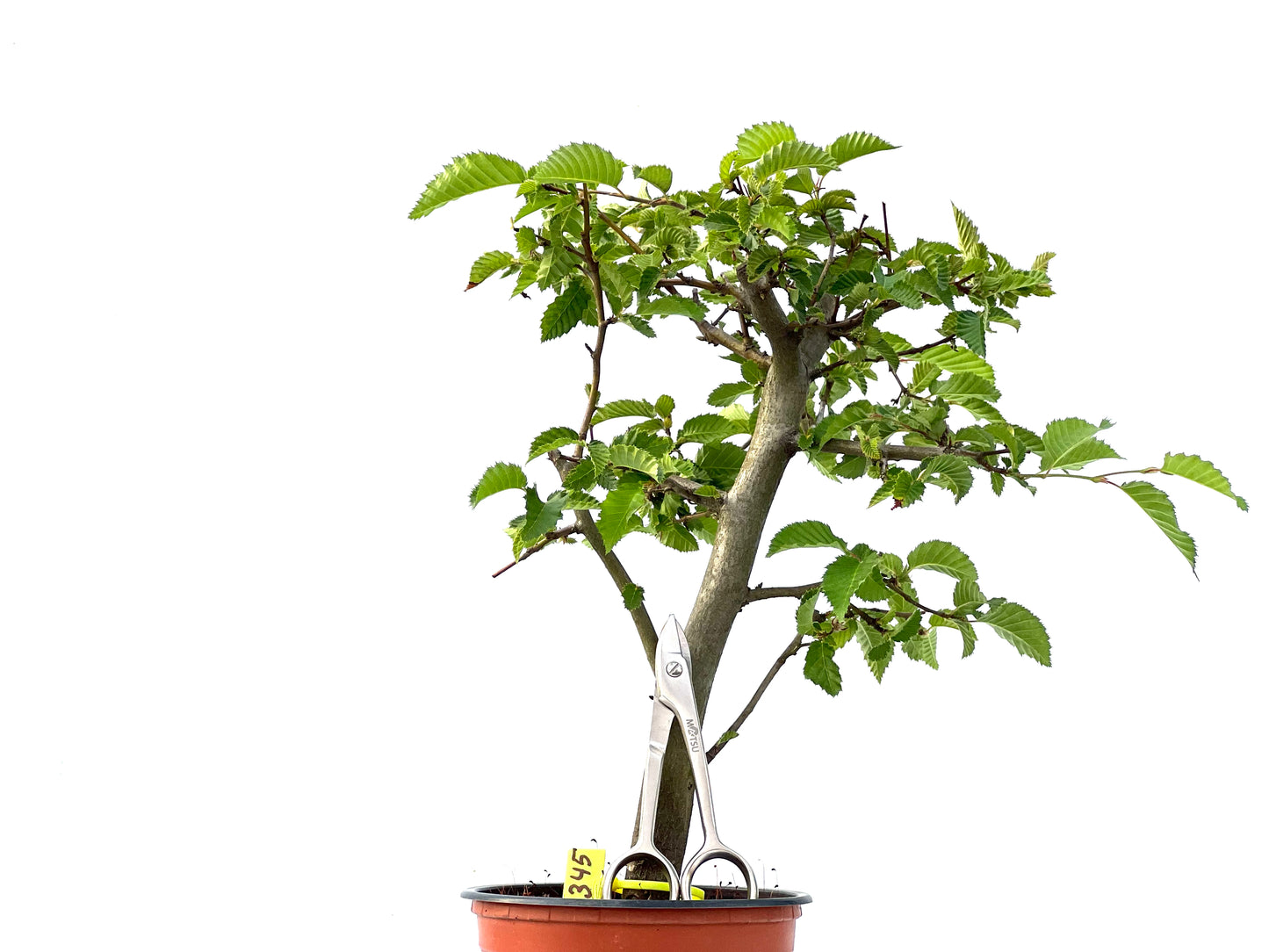 Carpinus Betulus 2345