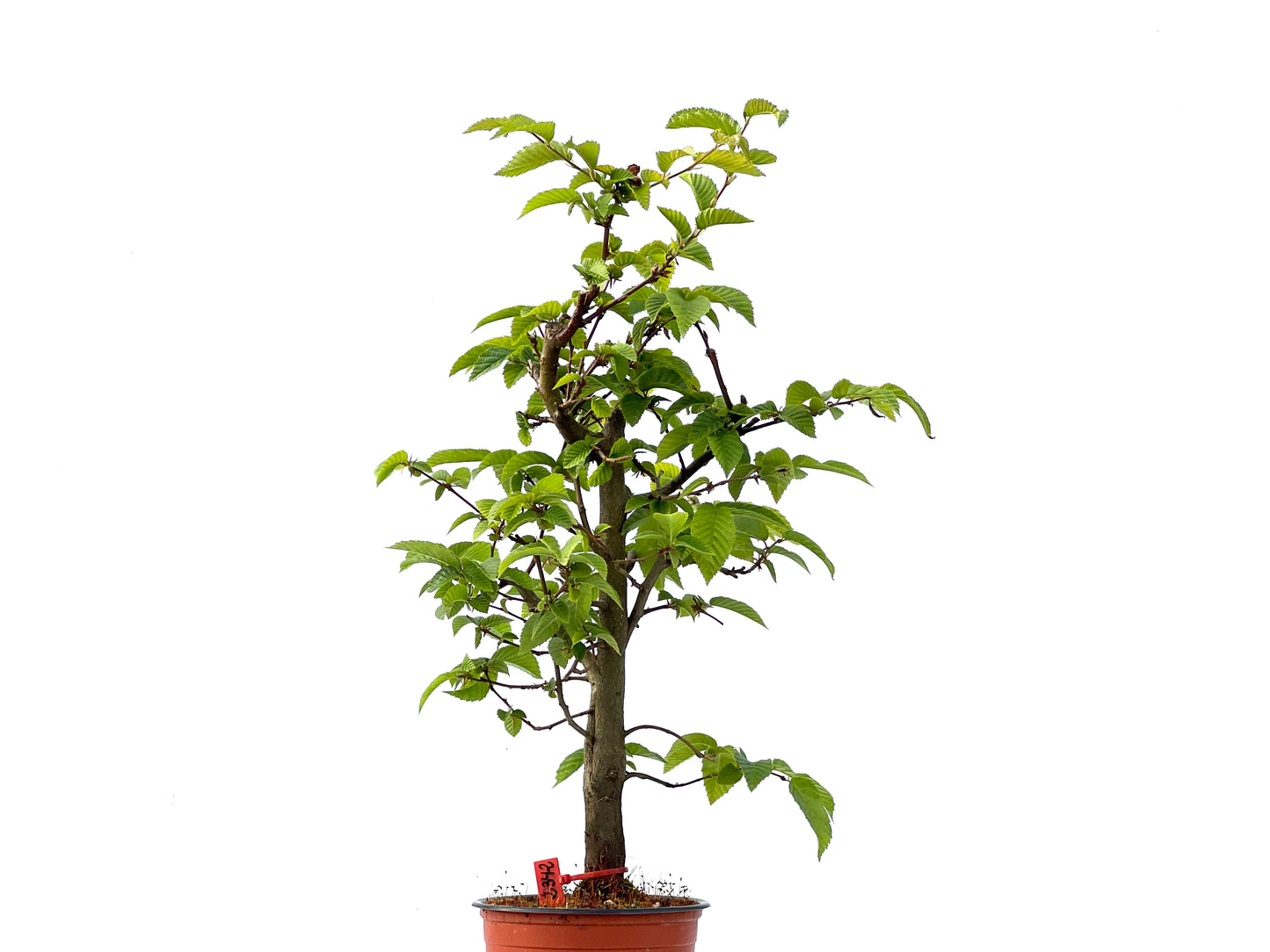 Carpinus Betulus 2342