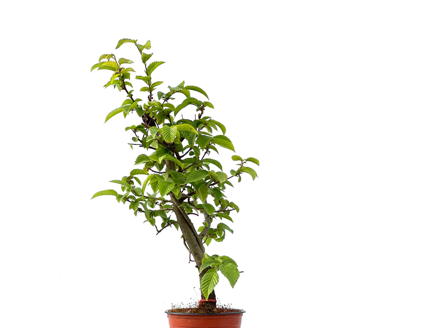 Carpinus Betulus 2342