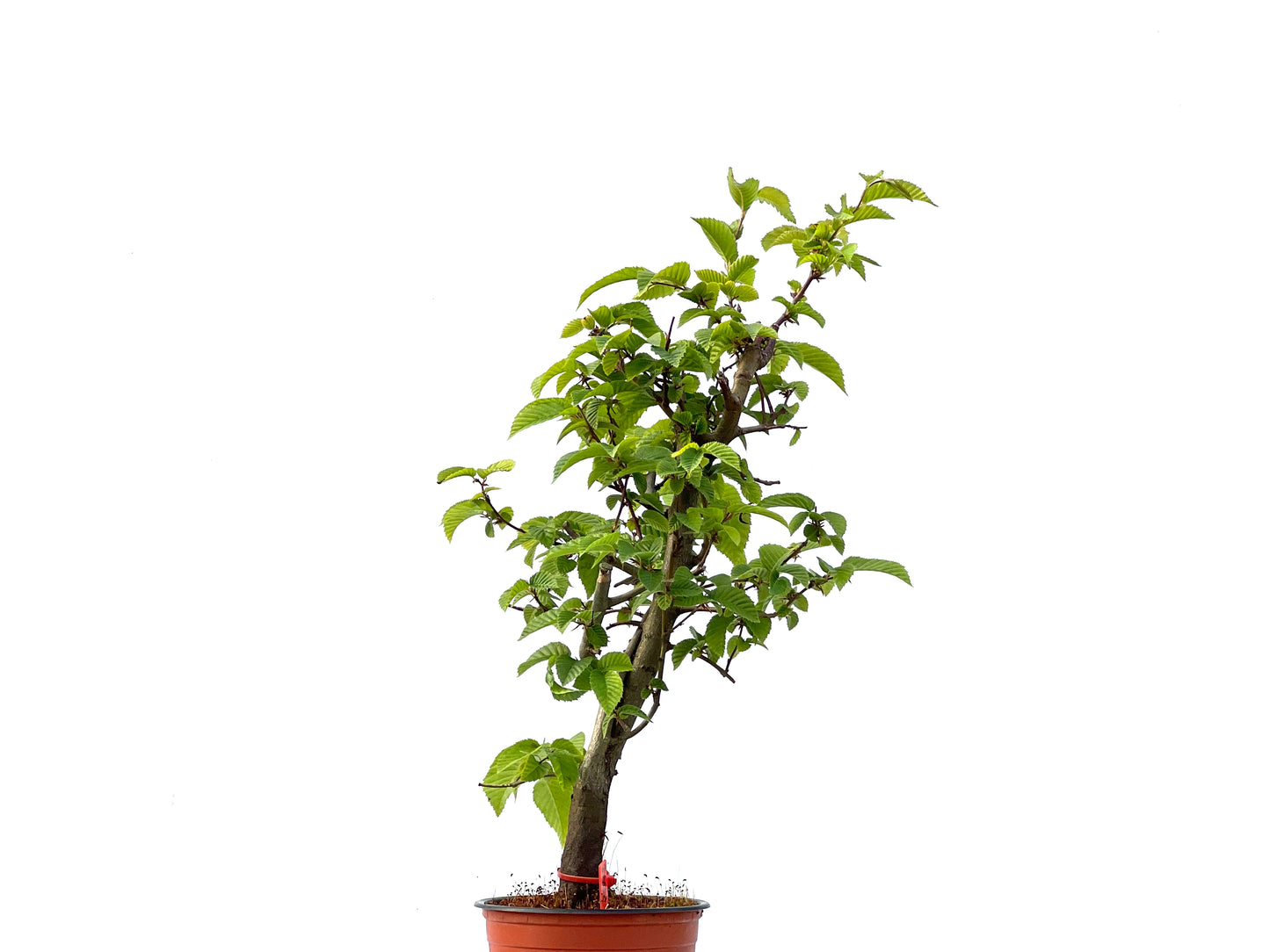 Carpinus Betulus 2342