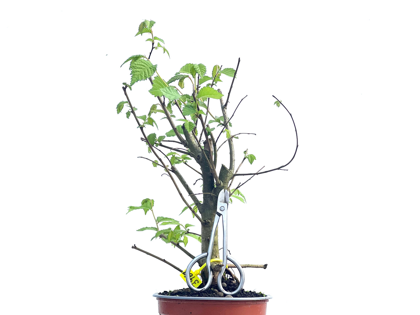 Ulmus Minor 3967