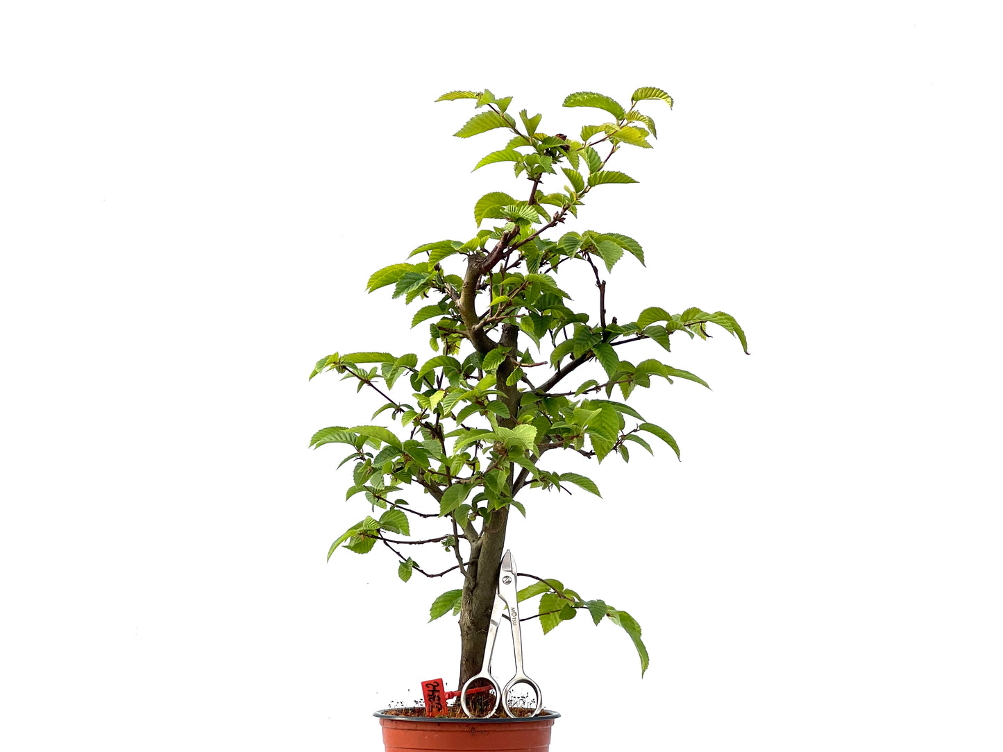 Carpinus Betulus 2342