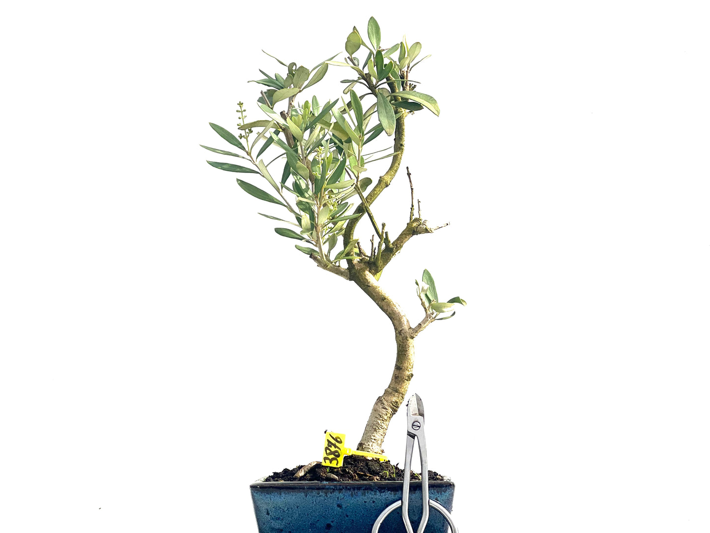 Olea Europaea 3876