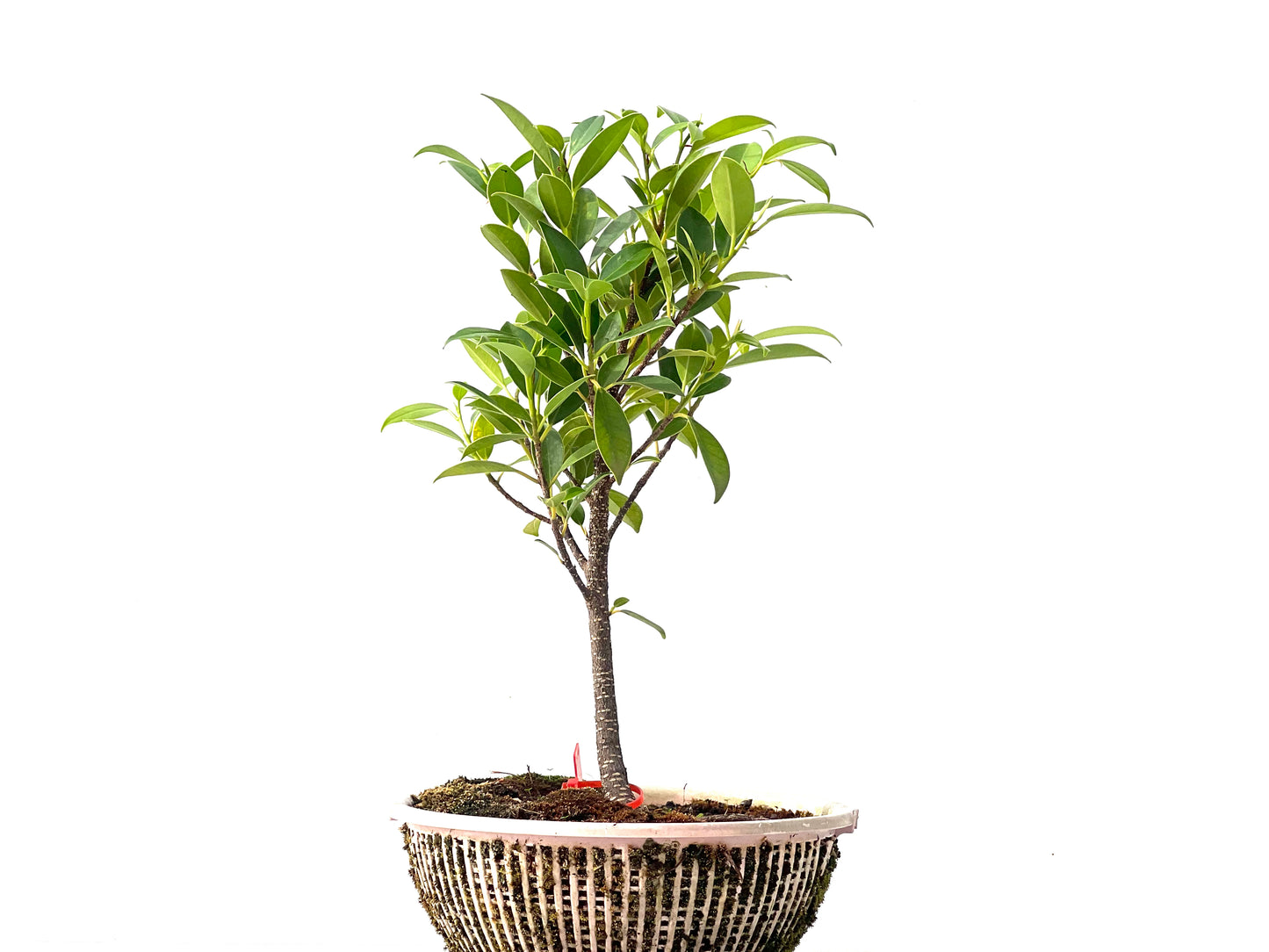 Ficus Tiger Bark 2368