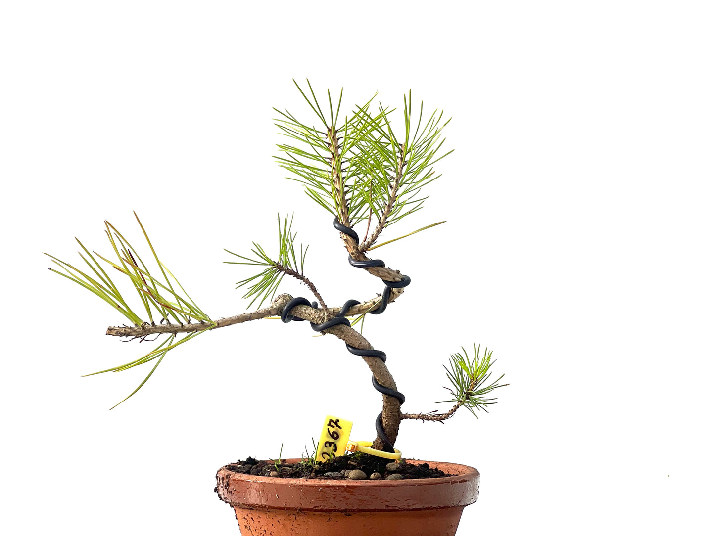 Pinus Densiflora 2367