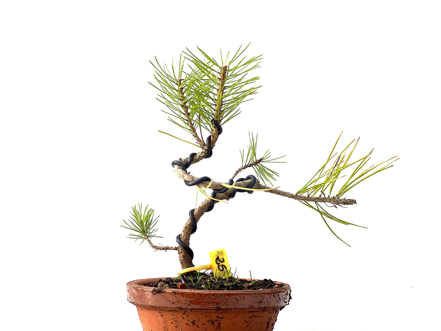 Pinus Densiflora 2367